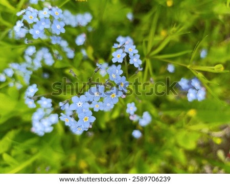 Tiny blue forget-me-nots bloom delicately in a lush green garden, creating a serene and enchanting atmosphere.