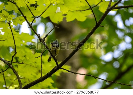 A tiny blue tit bird with yellow and blue plumage rests on a dark tree branch, surrounded by bright green leaves and dappled sunlight