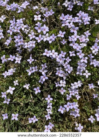 Tiny bluet flowers in a field of grass. Found during early spring.