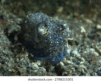 Tiny bobtail octopus resting on sandy seabed underwater, captured in detailed macro photography. Rare tropical marine cephalopod with unique shape, camouflage behavior, and natural ocean habitat in Indo-Pacific waters.