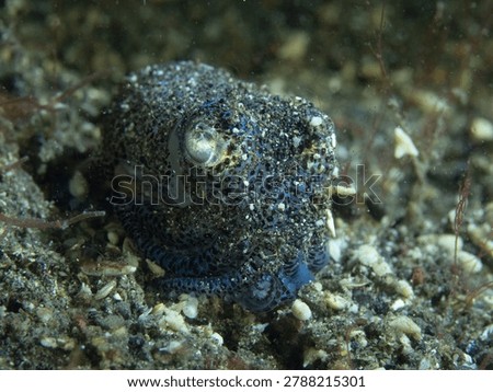 Tiny bobtail octopus resting on sandy seabed underwater, captured in detailed macro photography. Rare tropical marine cephalopod with unique shape, camouflage behavior, and natural ocean habitat in Indo-Pacific waters.