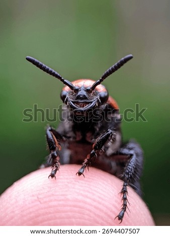 Tiny but bold — a detailed macro shot of an insect showing its fearless face.