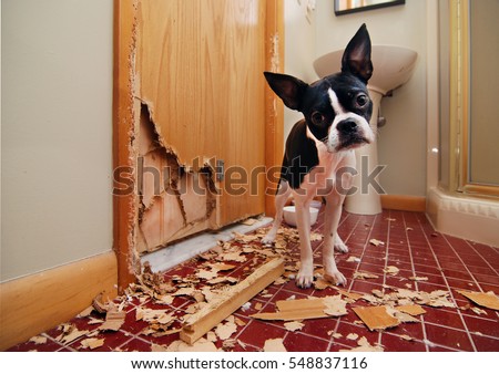 A tiny Boston terrier puppy chews a hole in the bathroom door in an attempt to escape