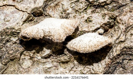 Tiny Bracket Fungi On A Rotting Tree Trunk.