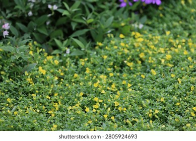 Tiny bright blossoms form continuous carpet across low leafy foliage March 21 2026