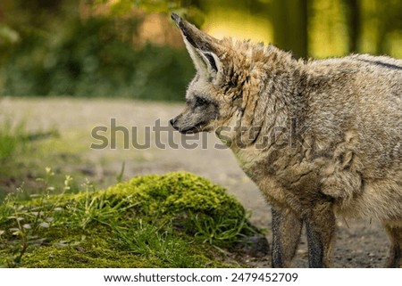 A tiny brown Bat-eared fox perched on a soil patch