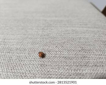 Tiny brown beetle crawling on textured fabric surface in close up view.