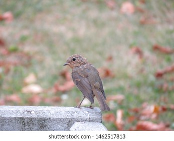 tiny brown bird sitting on fence