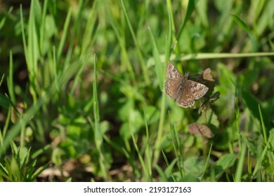 Tiny brown butterfly, dingy skipper moth in natural environment - Shutterstock ID 2193127163