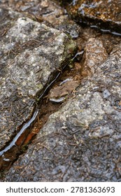 Tiny brown frog nestled between wet rocks with green moss lining the crevice and leaf litter nearby, wild amphibian in natural mountain habitat detail