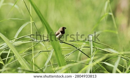 Tiny brown munia bird perched on green grass stem in nature