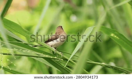 Tiny brown munia bird perched on green grass stem in nature