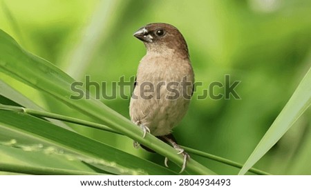 Tiny brown munia bird perched on green grass stem in nature