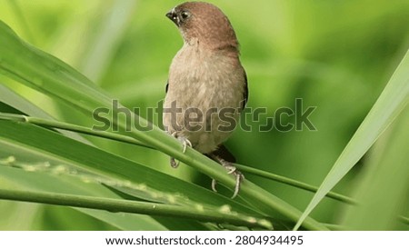 Tiny brown munia bird perched on green grass stem in nature