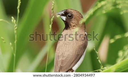 Tiny brown munia bird perched on green grass stem in nature