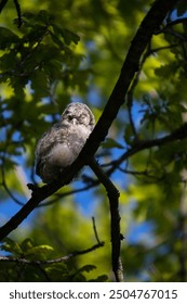 Tiny brown owl sitting in a tree