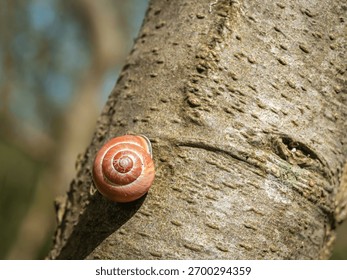 A tiny brown snail shell, tightly coiled, is firmly attached to the rough texture of a tree trunk.