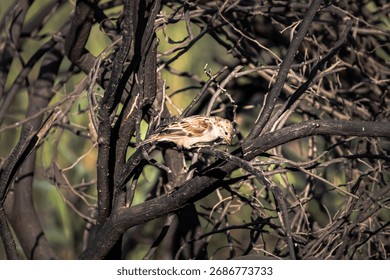 A tiny brown Sparrow rests on a blackened branch amid scorched limbs, portraying resilience in a burned landscape. This nature image conveys quiet wildlife, survival, and the calm aftermath of fire.