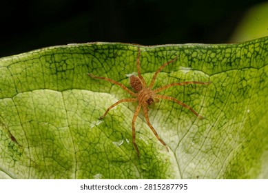 Tiny brown spider rests on vibrant green leaf. Leaf shows intricate veins and subtle texture. Spider's delicate legs spread gently across surface. Natural habitat captured in crisp, close-up detail