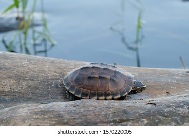 The tiny brown turtle lives on the old log in a little pond, with text copy space.