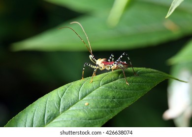The tiny Bug on green leaf
