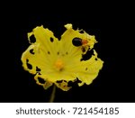 Tiny bug on yellow flower
