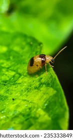 tiny bug sitting in a green leaf 