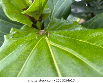 Tiny bug sitting still on top of a leaf.