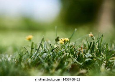 tiny bugs on the tiny flower