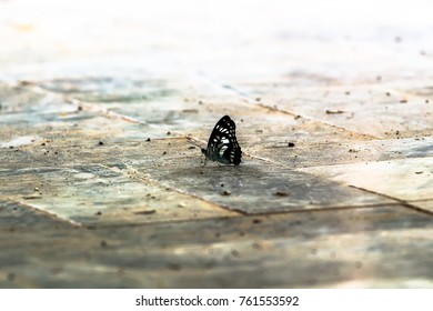 Tiny butterfly is so cute and attractive