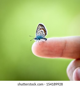 Tiny Butterfly On Finger 