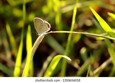 Tiny butterfly on grass
