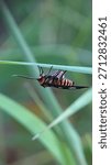 Tiny butterfly under Leaf Surface
