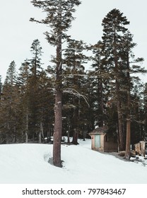 Tiny Cabin in the Snow