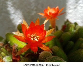 a tiny cactus