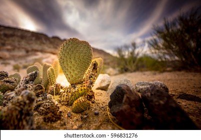 Tiny Cactus In The Desert