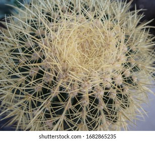 Tiny cactus needles close up