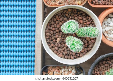 A tiny cactus on a blue background.