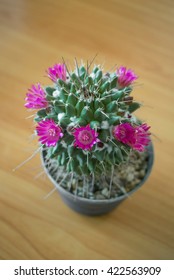 The tiny cactus with pink flowers. 