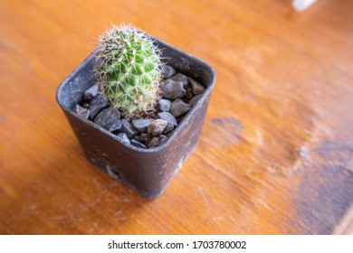 a tiny cactus plant in a tiny pot.