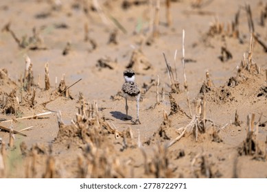 A tiny, camouflaged red-wattled lapwing chick walks away across a parched, cracked swamp bed
