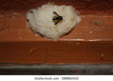 Tiny Carder Bee Making A Nest,