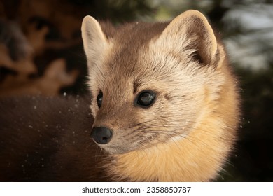 Tiny Carnivore, Petite Predator. American Pine Marten (Martes americana), short pointed ears, piercing black eyes. An adept hunter of small prey in the forest. Taken in controlled conditions - Shutterstock ID 2358850787