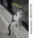 Tiny cat in close up