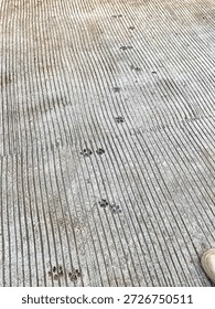 Tiny cat paw prints are imprinted in the cement, forming a soft, playful trail across the textured surface.