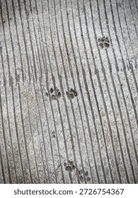 Tiny cat paw prints are imprinted in the cement, forming a soft, playful trail across the textured surface.