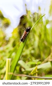 Tiny caterpillar crawling on a vibrant green leaf, macro photography