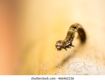 Peppered Moth Caterpillar Images Stock Photos Vectors Shutterstock