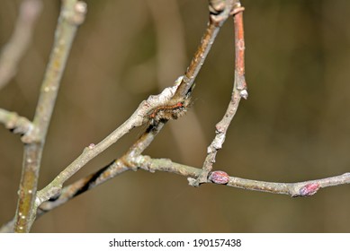 Tiny caterpillar on branch