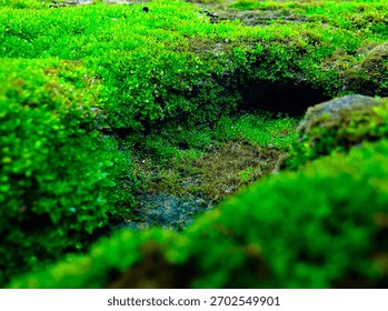 A tiny cave-like opening covered in soft green moss, creating a hidden, natural nook that blends seamlessly into the forest floor.